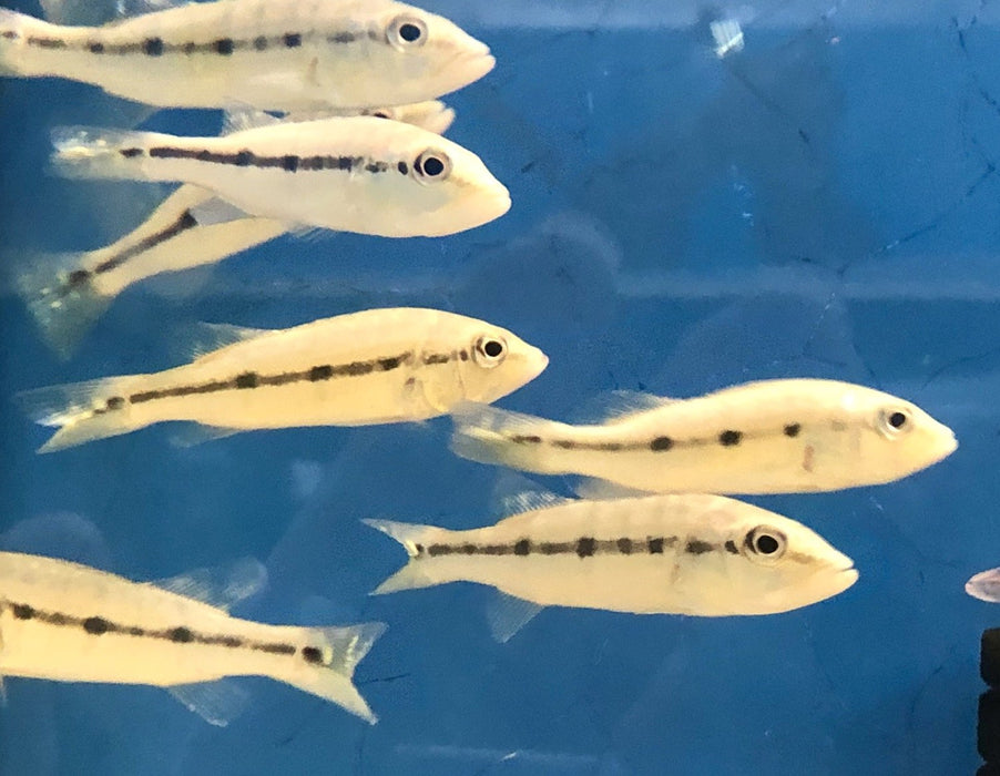 Azul Peacock Bass (Cichla piquiti)