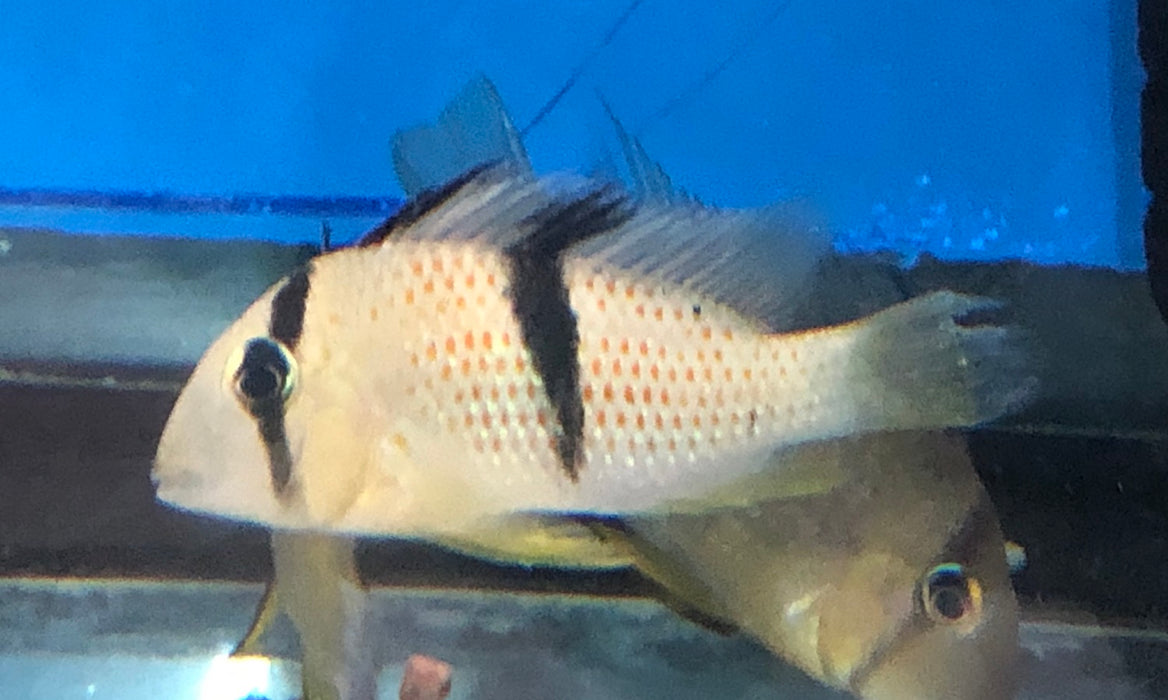 Sipaliwini Red Spot Cichlid (Guianacara sphenozona)