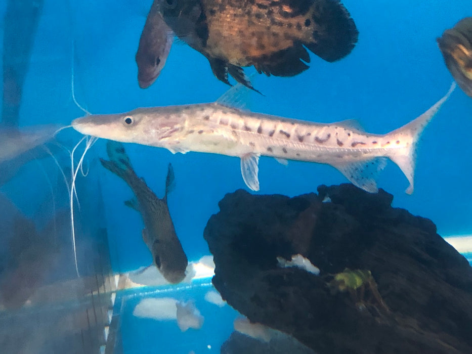 Platinum White Tiger Shovelnose Catfish (Pseudoplatystoma tigrinum)