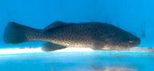 Load image into Gallery viewer, Murray Cod (Maccullochella peelii)

