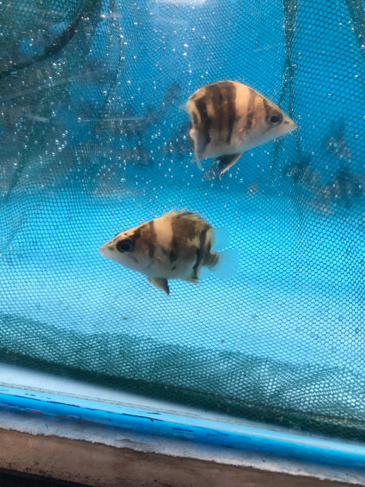 Short body Indo Datnoid (Datnioides microlepis)