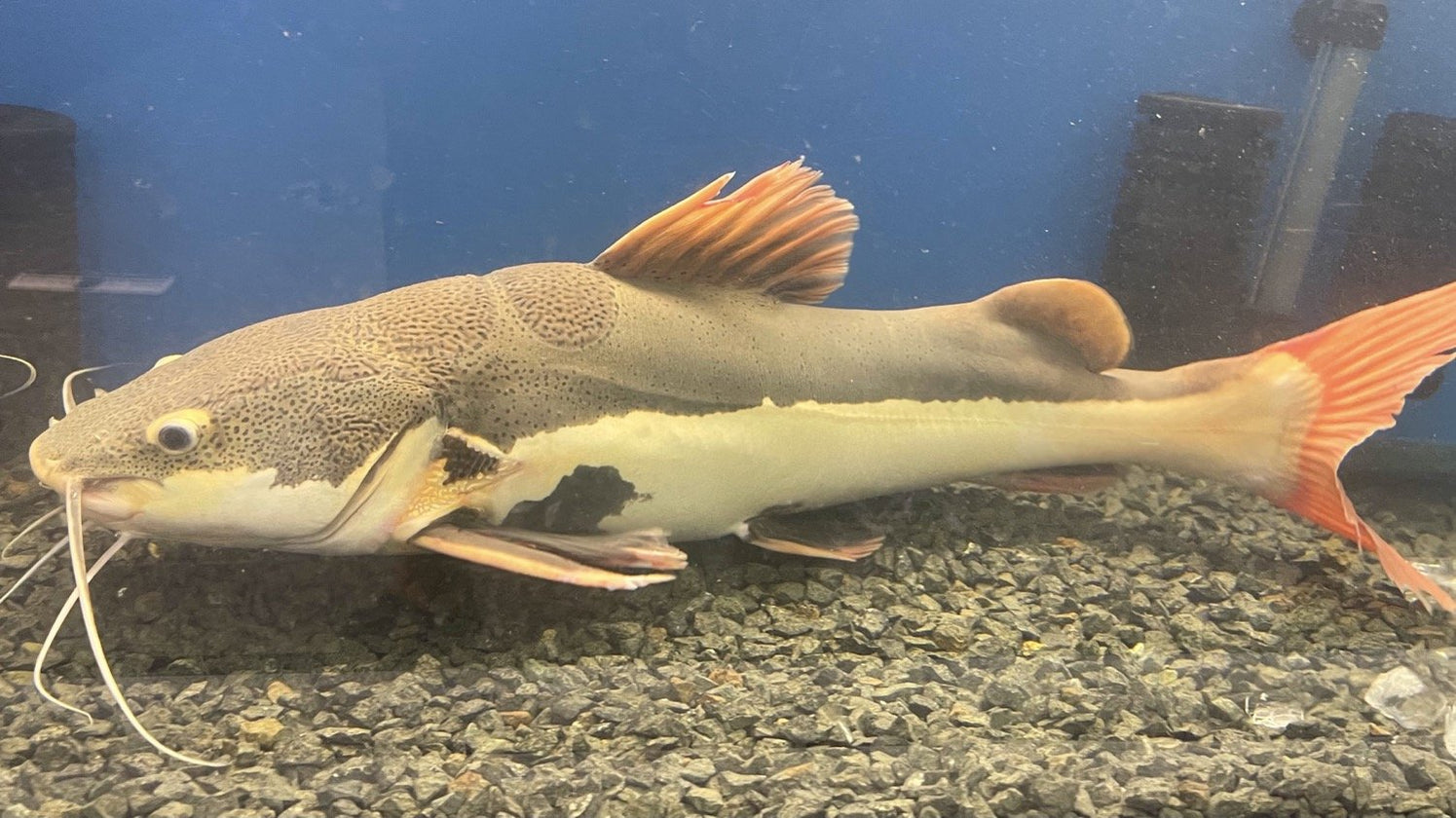 Redtail Catfish (Phractocephalus hemioliopterus) — Predatory Fins