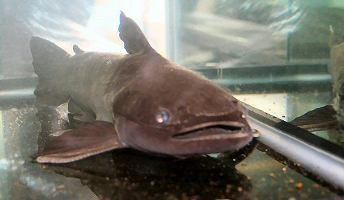 Driftwood Catfish (Trachycorystes trachycorystes)