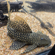 Load image into Gallery viewer, LDA105 Typhoon Pleco (Pseudacanthicus sp)
