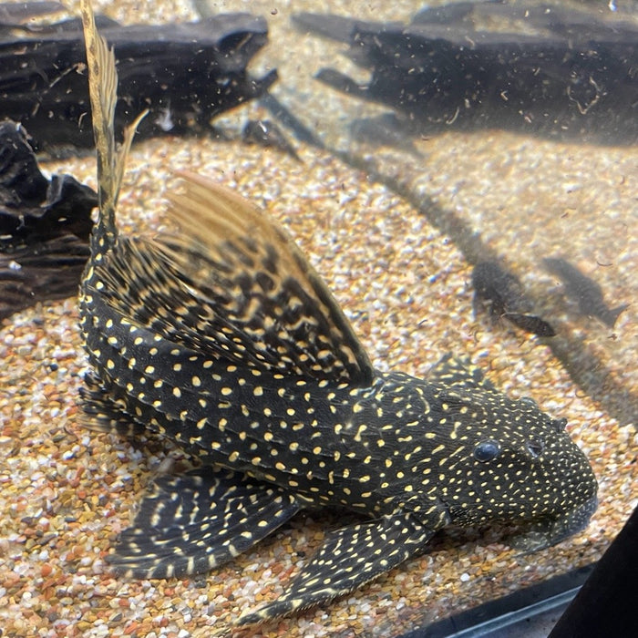 LDA105 Typhoon Pleco (Pseudacanthicus sp)