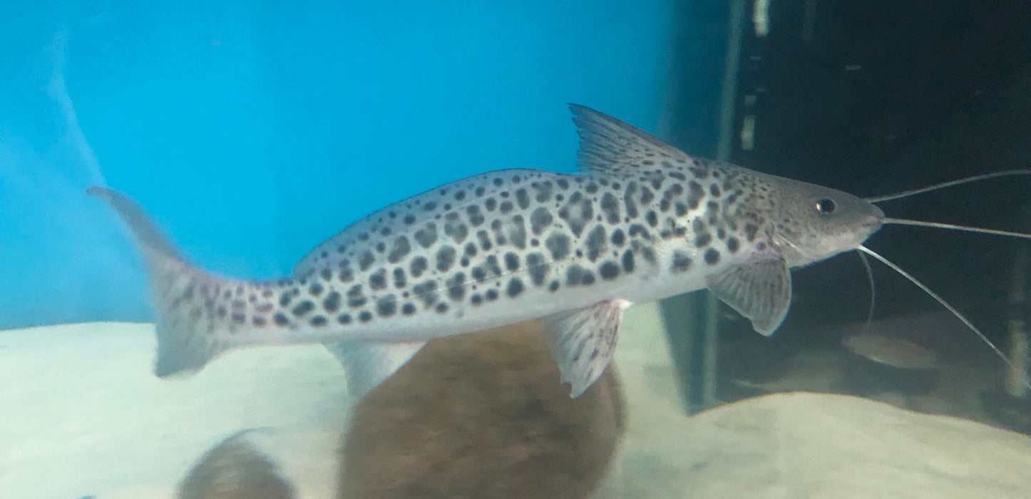 Vulture Catfish (Calophysus macropterus)