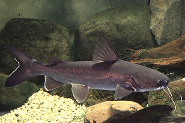 Boofhead catfish (Neoarius leptaspis)