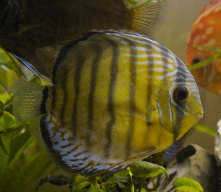 Wild Green Discus (Symphysodon aequifasciatus)