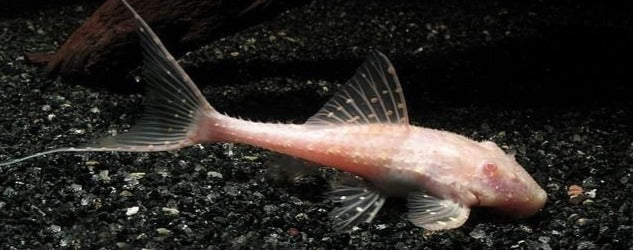 L155 Albino Adonis Pleco (Acanthicus adonis)