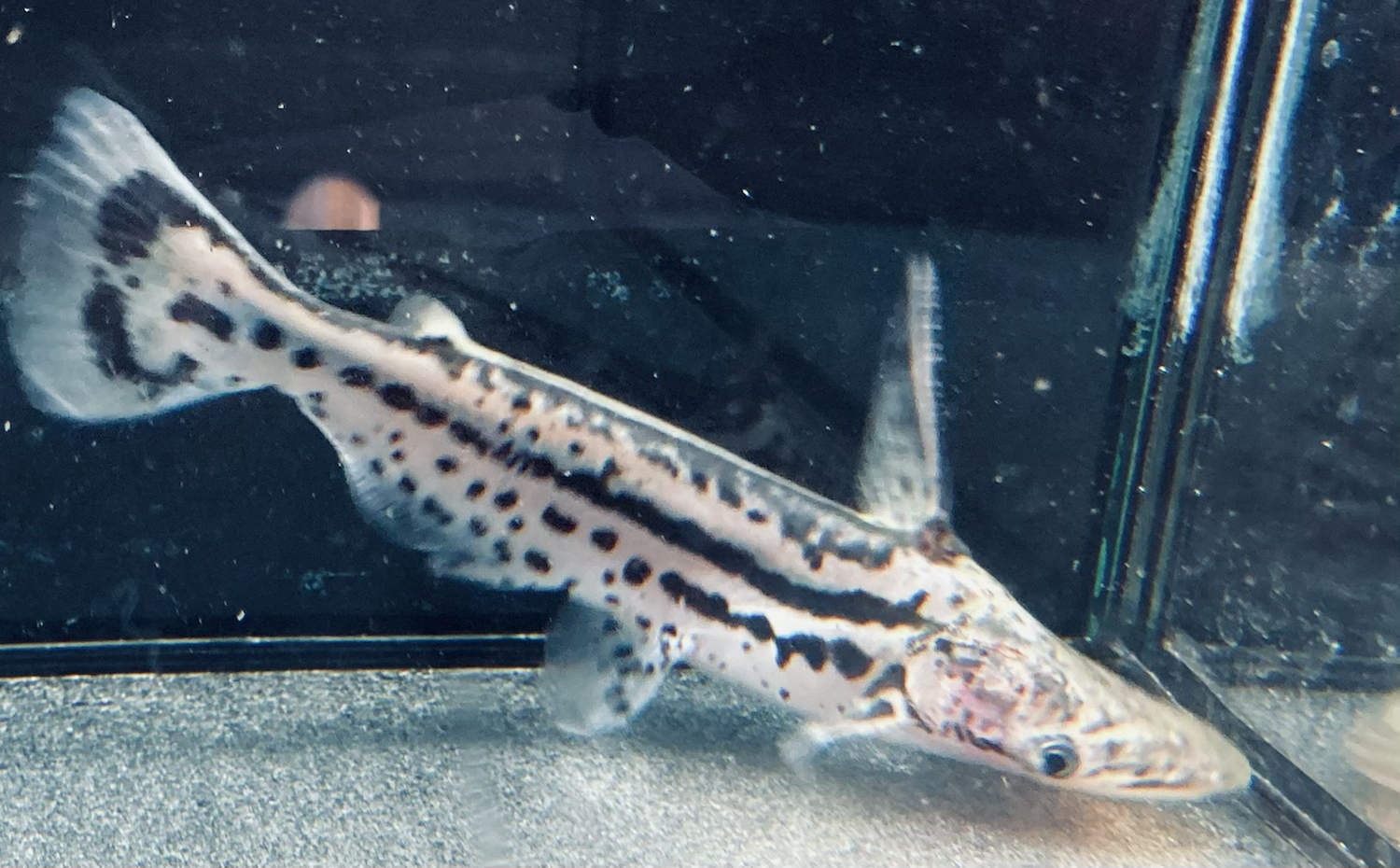 Orinoco Unicorn Dolphin Catfish (Ageneiosus magoi)