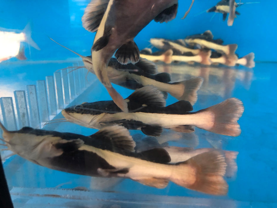 Redtail Catfish (Phractocephalus hemioliopterus)