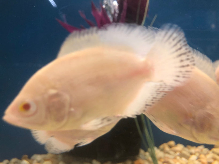 Albino Snow Tiger Oscar (Astronotus ocellatus)