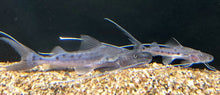 Load image into Gallery viewer, True Piraiba Catfish (Brachyplatystoma filamentosum)
