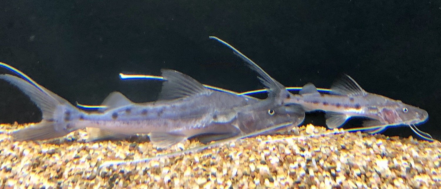True Piraiba Catfish (Brachyplatystoma filamentosum)