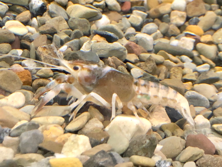 Tricolor Ghost Crayfish (Procambarus clarkii)
