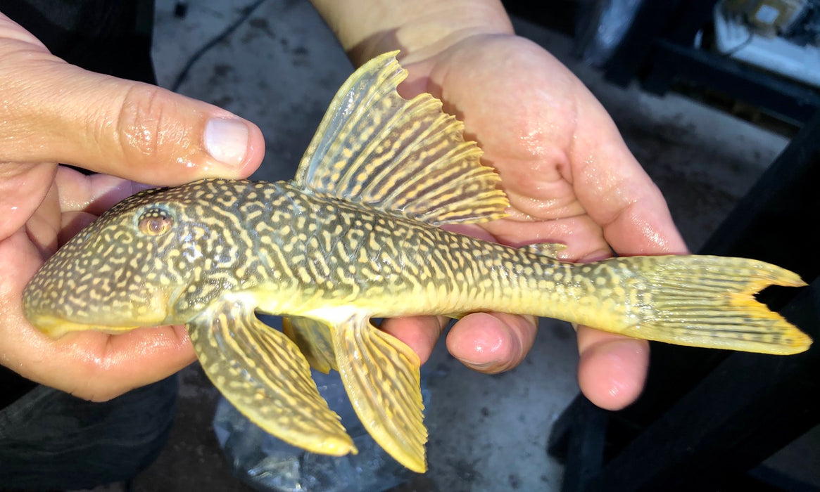 L014 Sunshine Pleco (Scobiancistrus aureautus)