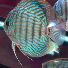 Load image into Gallery viewer, Blue Turquoise Discus (Symphysodon aequifaciatus)
