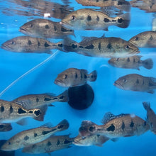 Load image into Gallery viewer, Brokopondo Peacock Bass (Cichla brokopondo)
