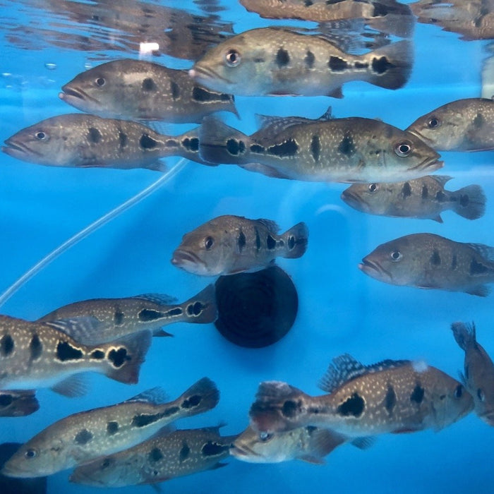 Brokopondo Peacock Bass (Cichla brokopondo)