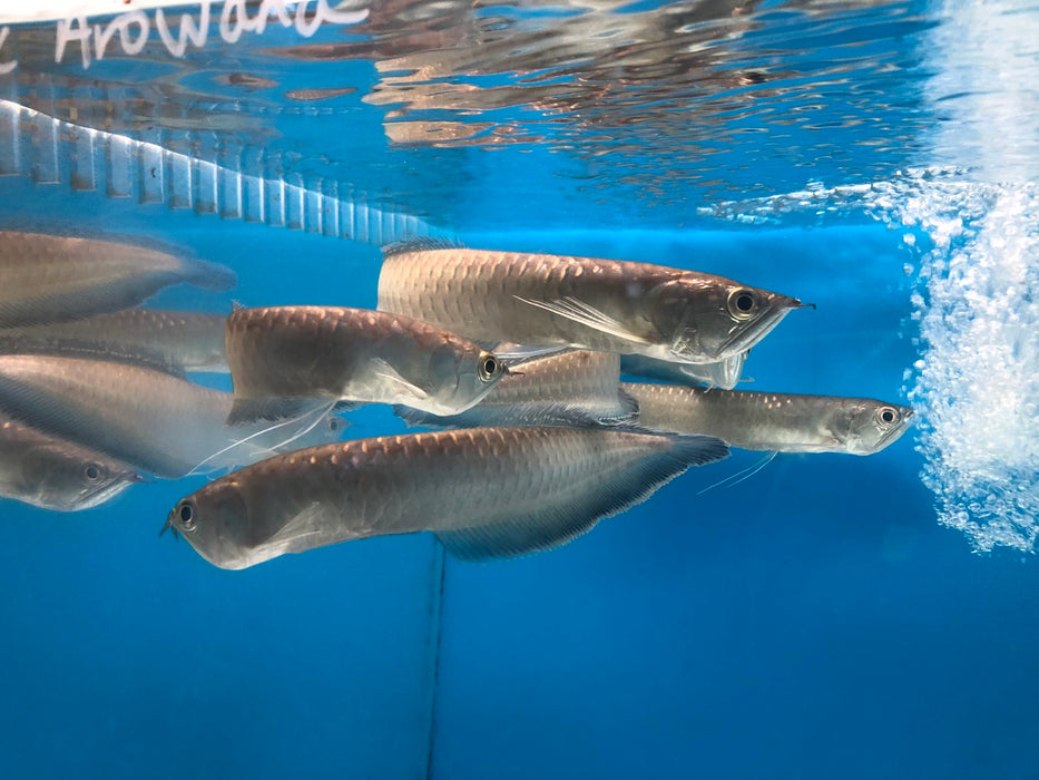 Black Arowana (Osteoglossum Ferreirai)