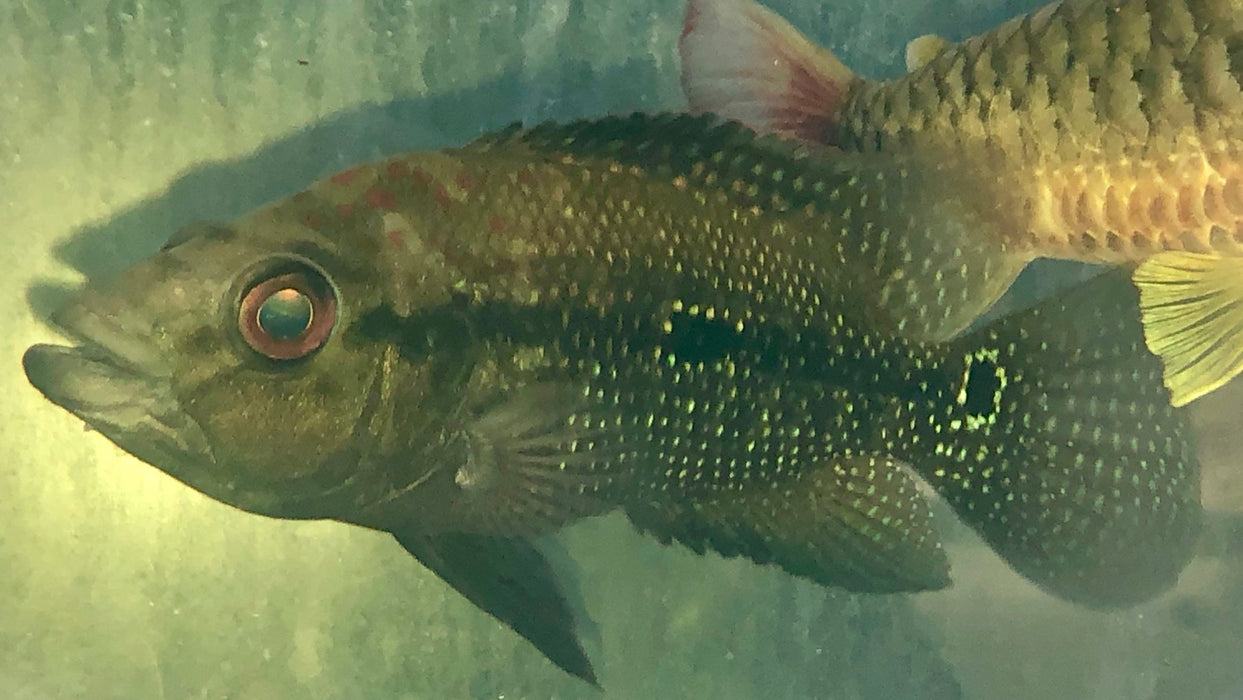 Red King Umbee Cichlid (Kronoheros umbriferus)