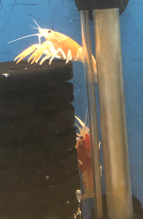 Fire Ball Ghost Crayfish (Procambarus clarkii)