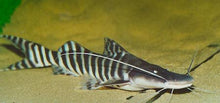 Load image into Gallery viewer, Tigrinus Catfish (Brachyplatystoma tigrinum)

