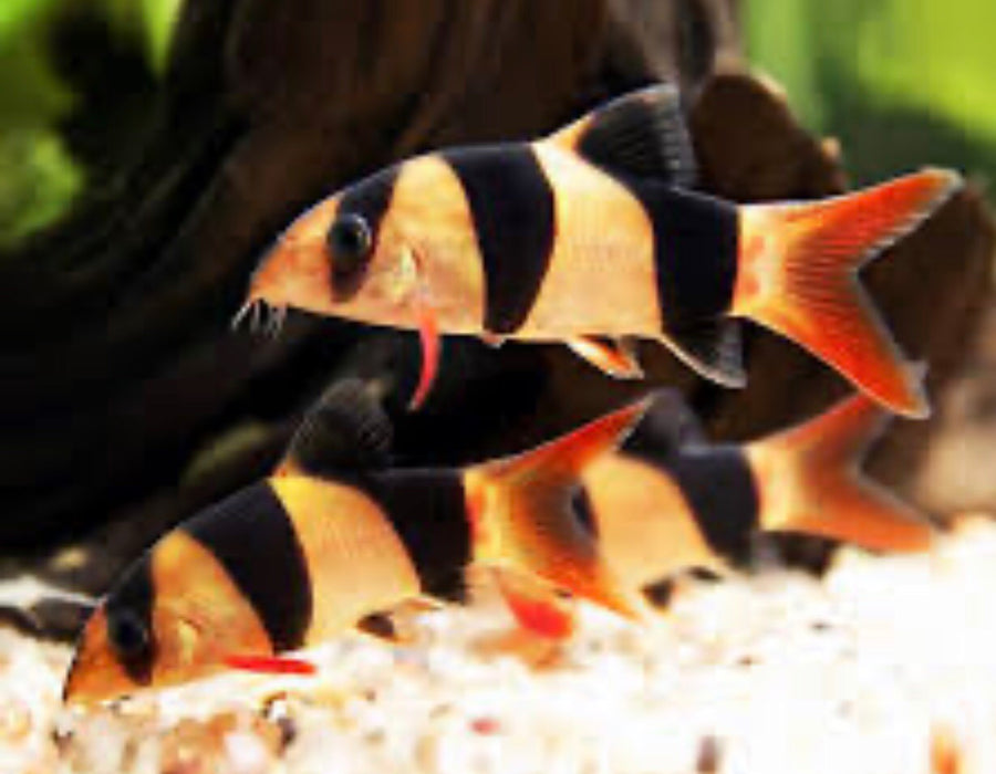 Clown Loach (Chromobotia macracanthus)