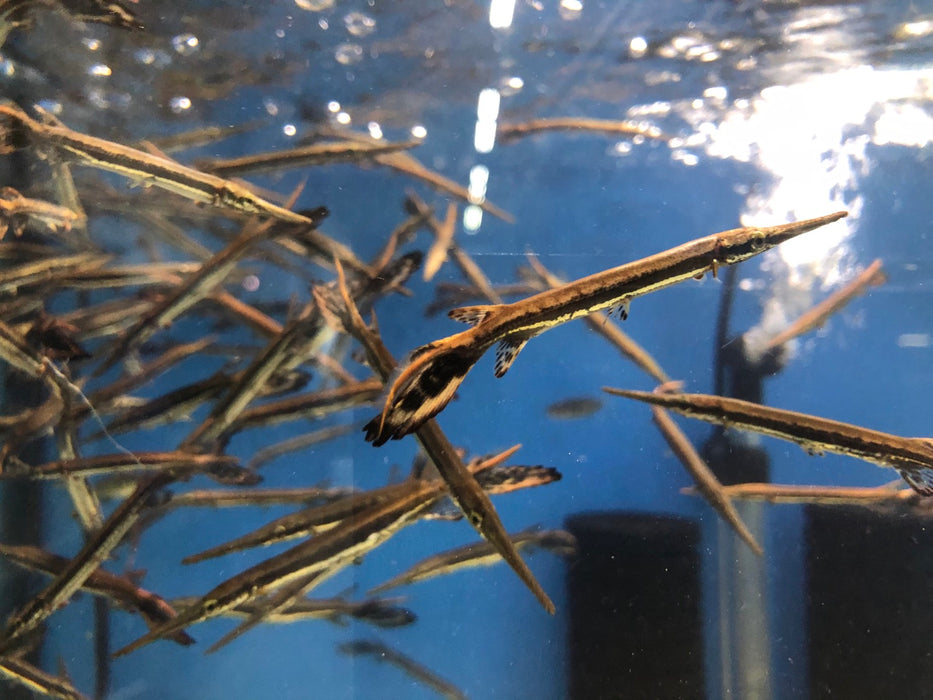 Longnose Gar (Lepisosteus osseus)