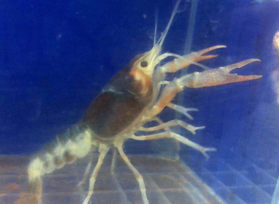 Tricolor Ghost Crayfish (Procambarus clarkii)