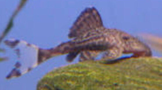 L090 Papa Lyretail Pleco (Panaque bathyphilus)