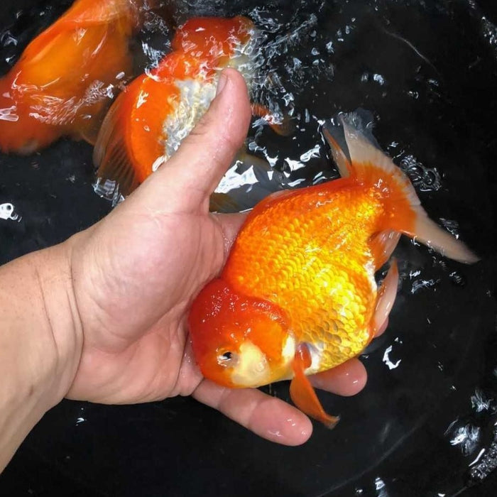 Oranda Goldfish (Carassius auratus)