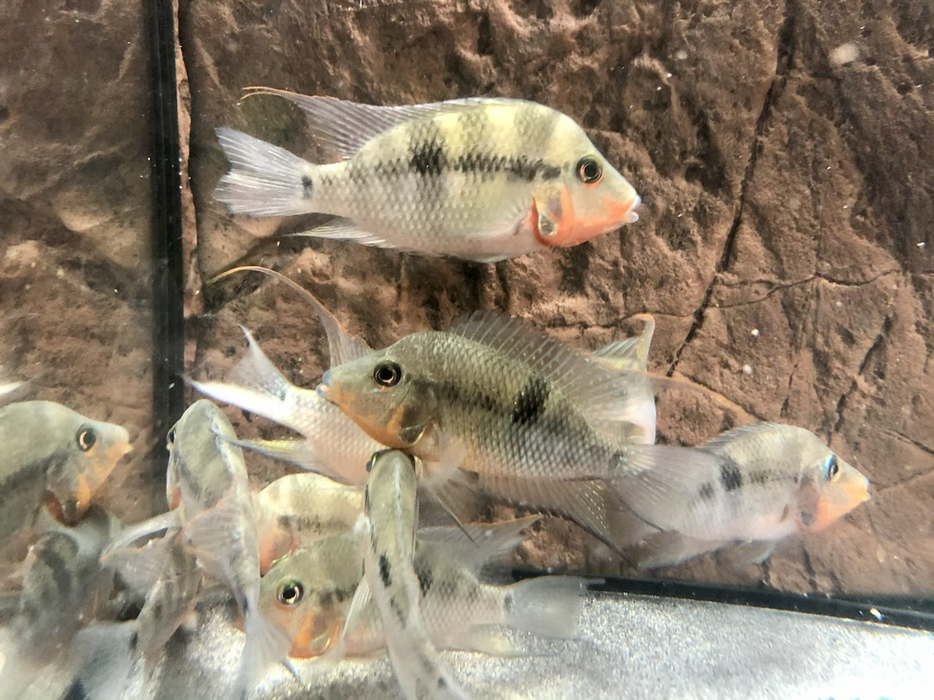 Firemouth Cichlid (Thorichthys meeki)