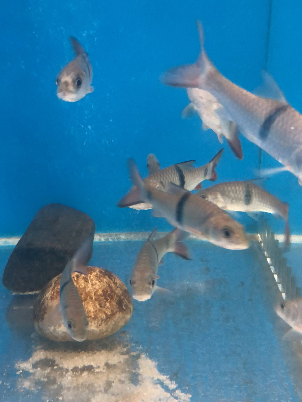 Hampala Barb (Hampala macrolepidota) — Predatory Fins