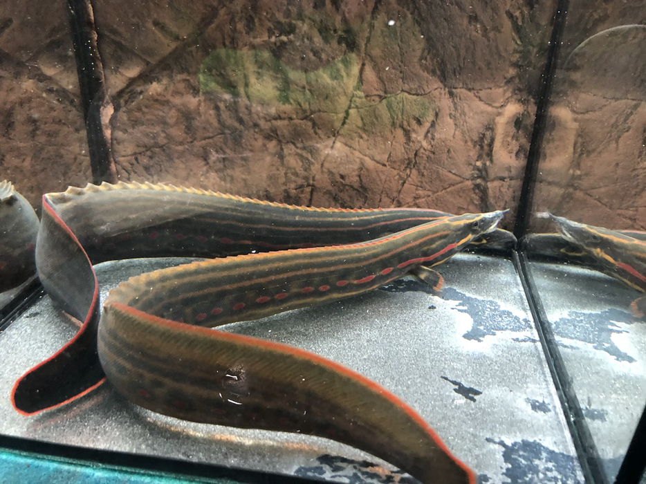 Fire Eel (Mastacembelus erythrotaenia)