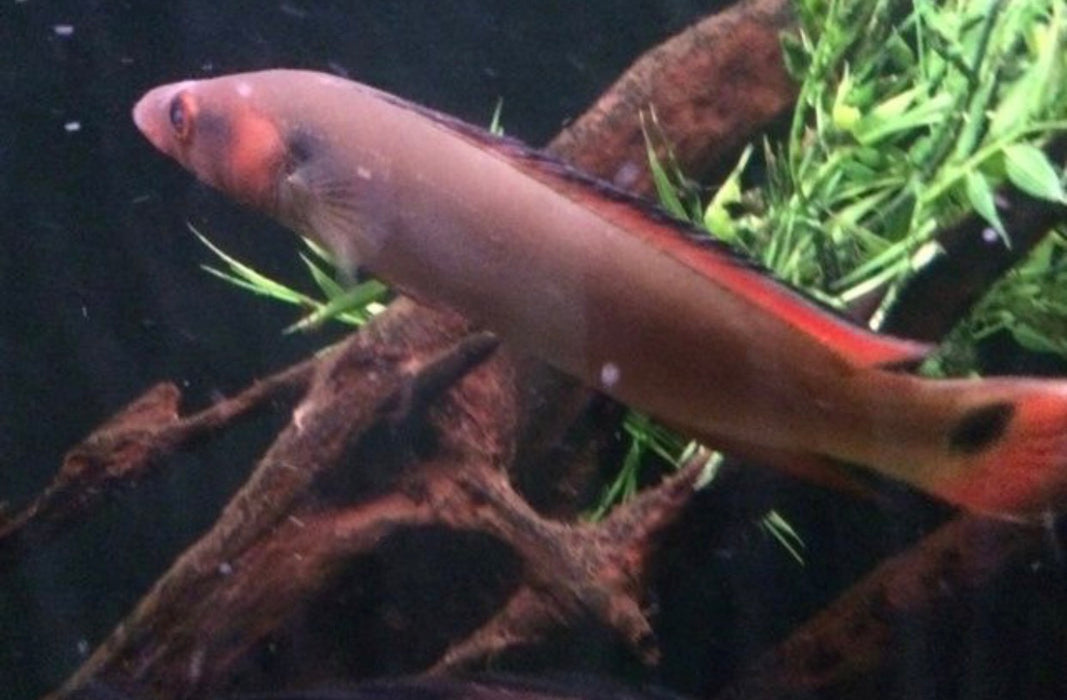 Red Atabapo Pike Cichlid (Crenicichla sp)