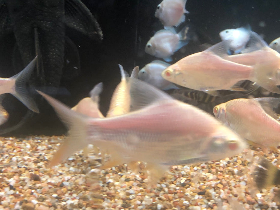 Albino Tinfoil Barb (Barbonymus schwanenfeldii)
