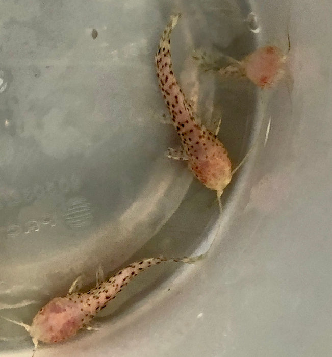 Albino Marbled Hoplo Catfish (Megalechis thoracata)