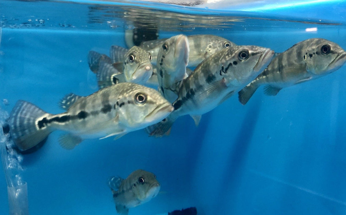 Azul Peacock Bass (Cichla piquiti)