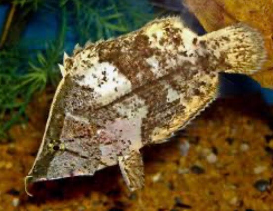 Amazon Leaf Fish (Monocirrhus polyacanthus)