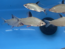 Load image into Gallery viewer, Red and Black Distichodus (Distichodus noboli lefini)
