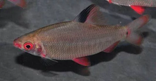 Load image into Gallery viewer, Red and Black Distichodus (Distichodus noboli lefini)
