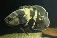 Bumblebee Oscar (Astronotus orbicularis)