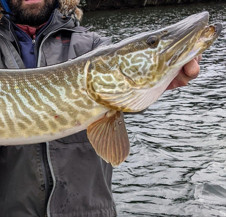 Tiger Muskie (Esox sp)
