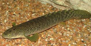 West African Green Bichir (Polypterus retropinnis)