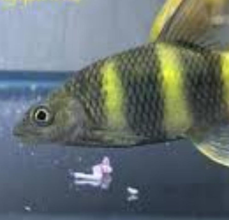 Golden Bumblebee Barb (Acrossocheilus longipinnis)