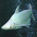 Albino Iridescent Shark (Pangasius hypophthalmus)