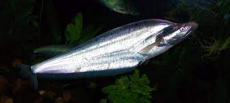 Apogon Catfish (Phalacronotus apogon)