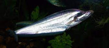 Load image into Gallery viewer, Apogon Catfish (Phalacronotus apogon)

