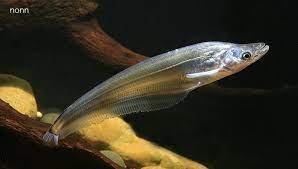 Apogon Catfish (Phalacronotus apogon)